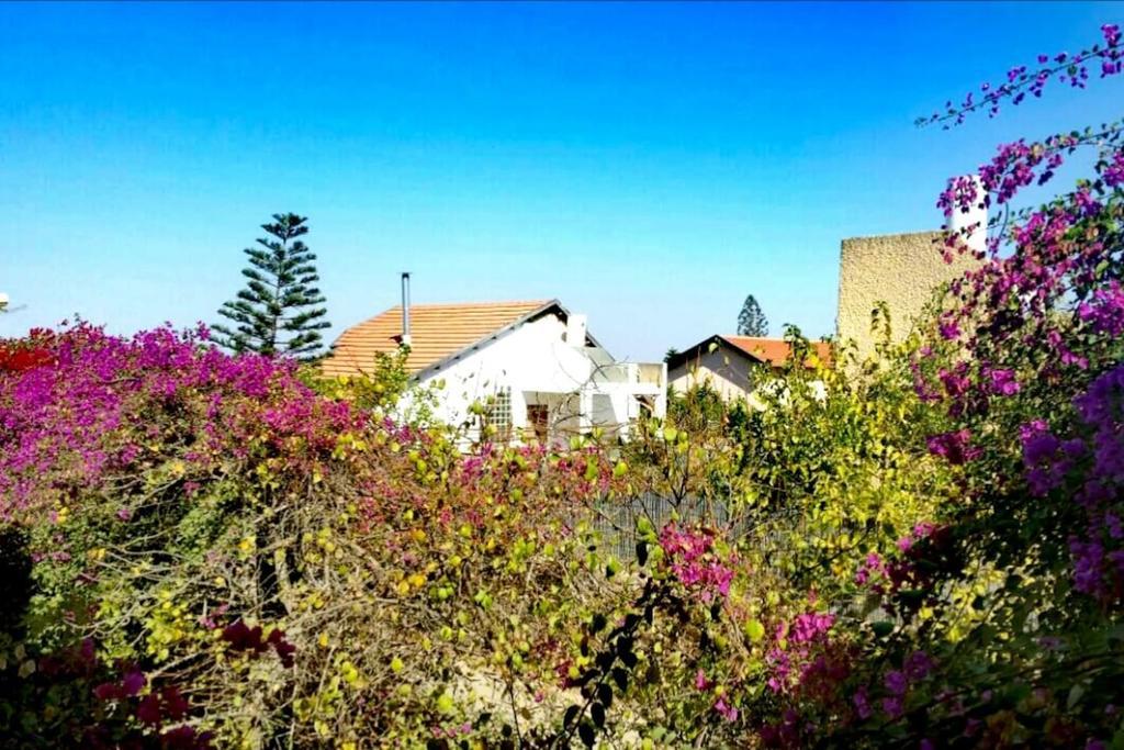 Lesanel - Guest House Arad Kültér fotó